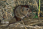 Microtus pennsylvanicus, Meadow Vole